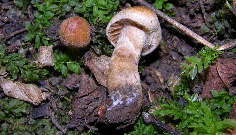 Cortinarius, 26 settembre.